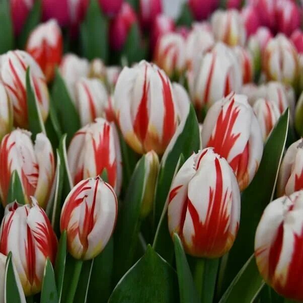 Happy generation тюльпан фото Тюльпан Размер 12+ Разные тюльпаны. Декоративноцветущие луковицы, рассада и саже