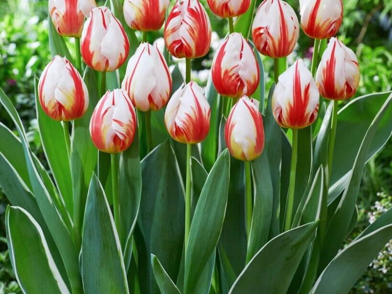 Happy generation тюльпан фото Тюльпан Хэппи Дженерейшн (Happy Generation) - луковицы тюльпанов купить в Минске