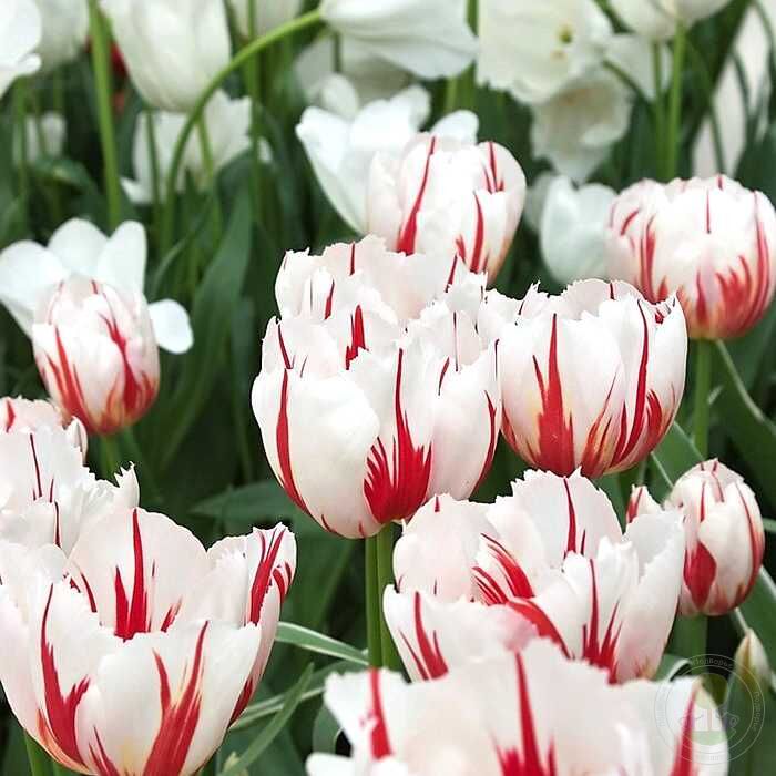 Happy generation тюльпан фото Тюльпан Хеппи Дженерейшн (Tulipa Happy Generation) купить луковицы в Москве по н