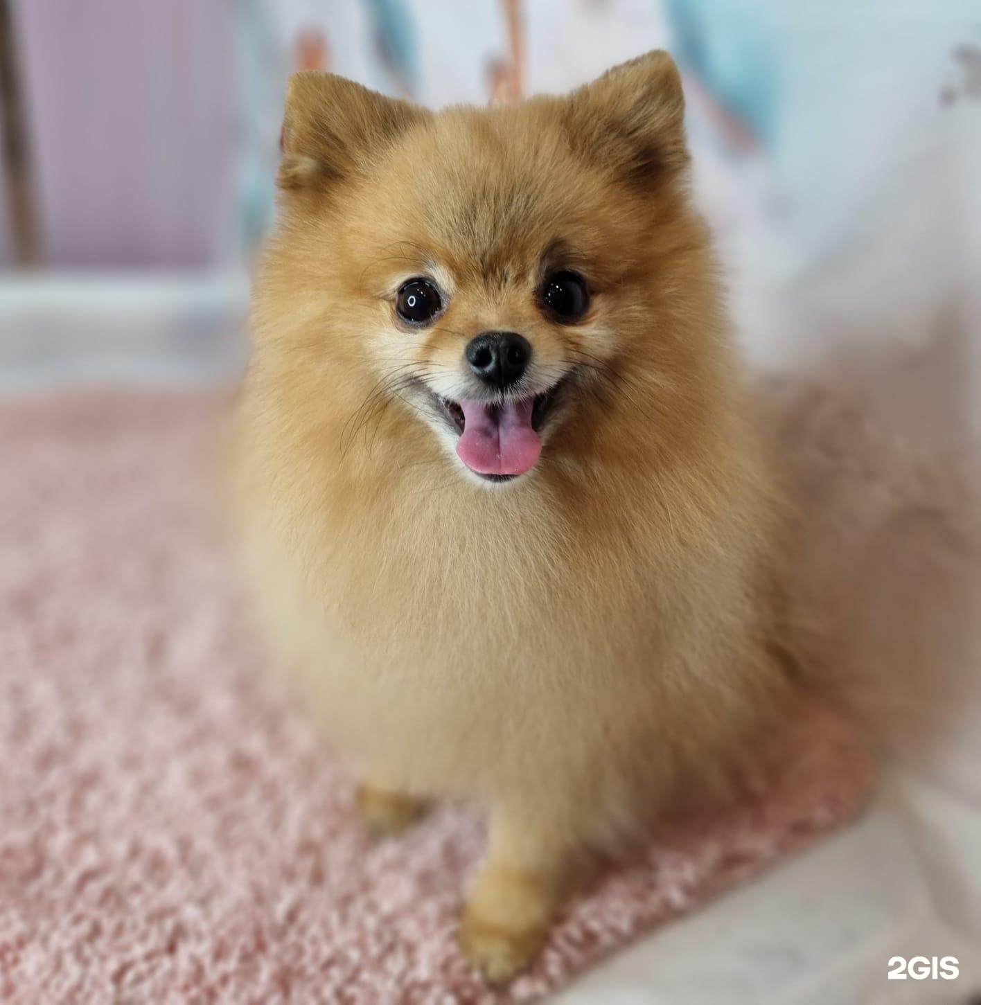 Happy pets просп королева 65 фото Хэппи петс на королева