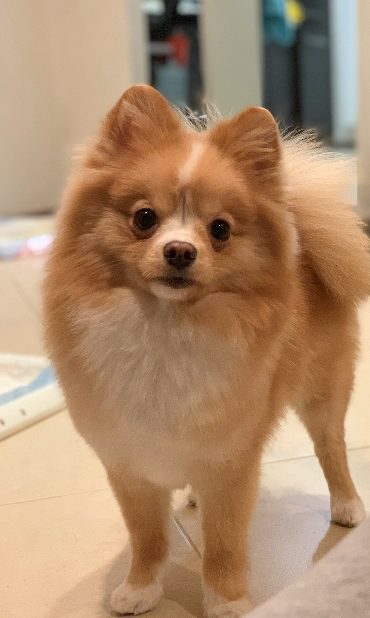 Happy pets просп королева 65 фото Happy pets, ветеринарная клиника в Санкт-Петербурге - отзыв и оценка - Candy