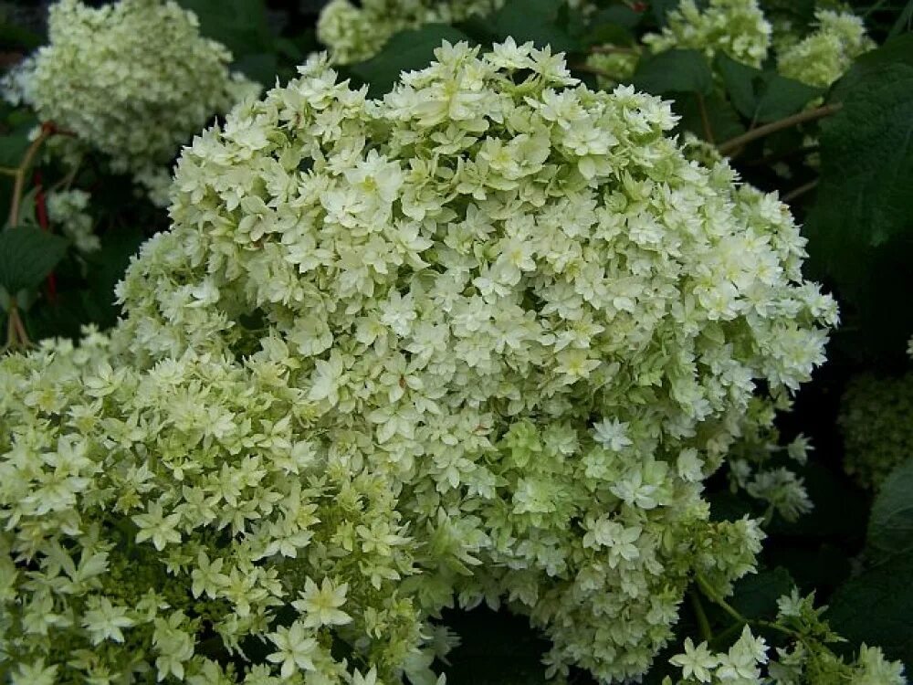 Hayes starburst гортензия описание и фото Гортензия древовидная хайес старберст (hayes starburst)