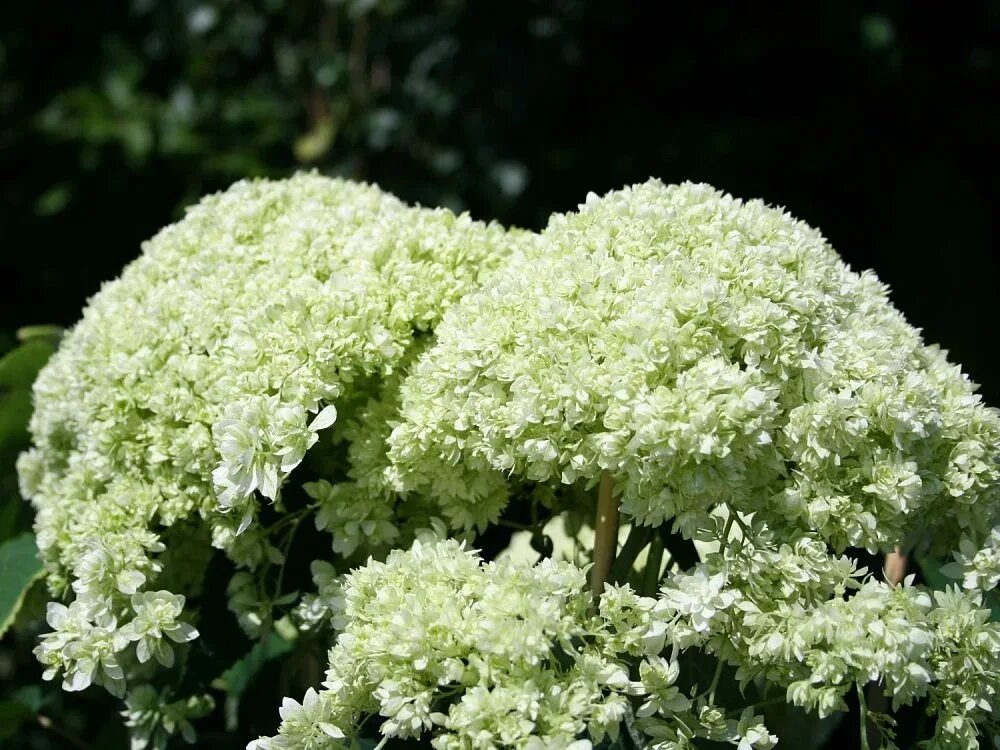 Hayes starburst гортензия описание и фото Саженцы Гортензия древовидная Дабл Анабель купить в Москве и РФ. Описание сорта.