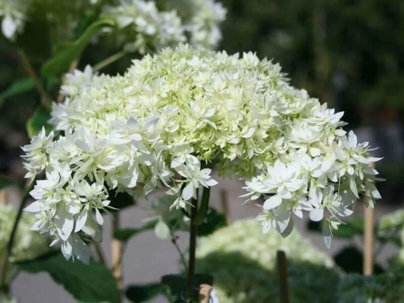 Hayes starburst гортензия описание и фото Гортензия древовидная Хайес Старберст саженцы купить в Москве и Подмосковье в пи