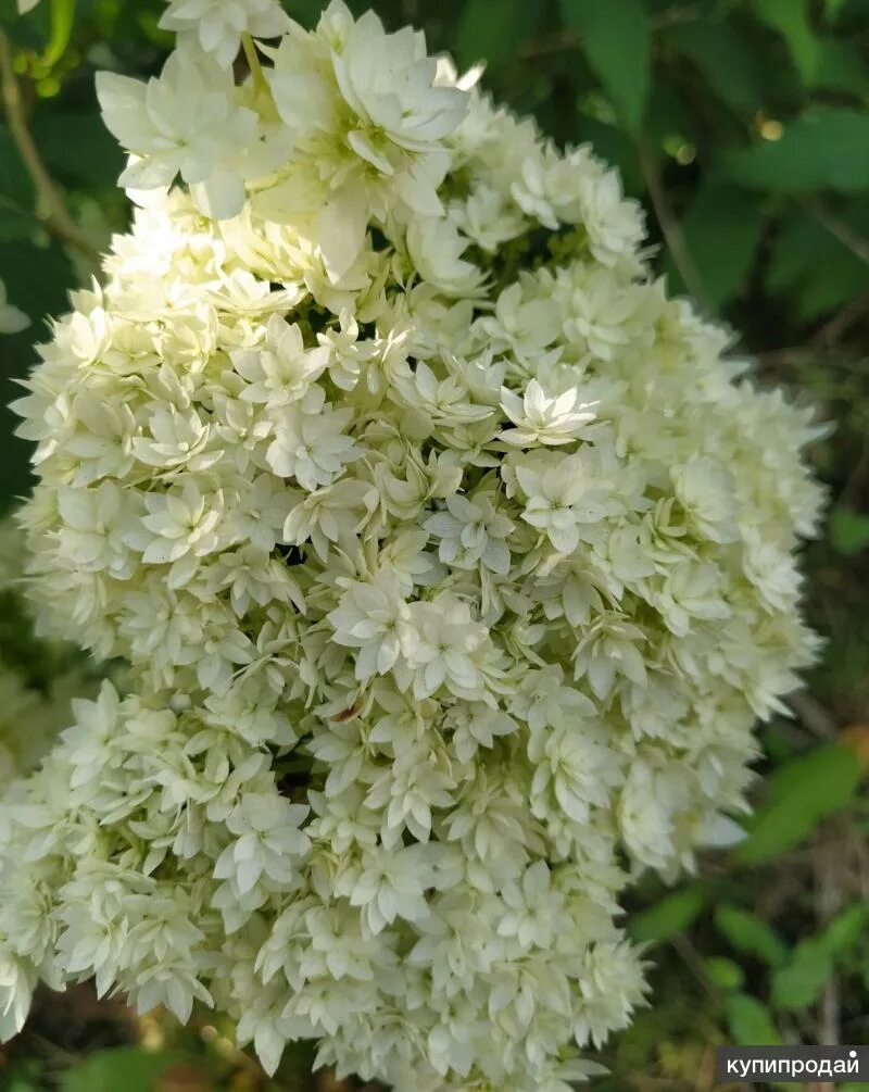 Hayes starburst гортензия описание и фото Гортензия древовидная Hayes Starburst в Москве