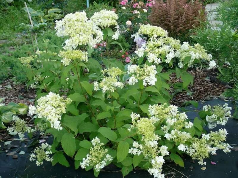 Hayes starburst гортензия описание и фото Древовидная гортензия (60 фото): сорта, уход и выращивание