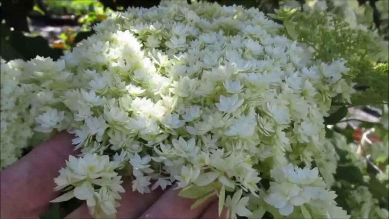 Hayes starburst гортензия описание и фото Гортензия древовидная Хайес Старбёрст 'Hayes Starburst' - YouTube
