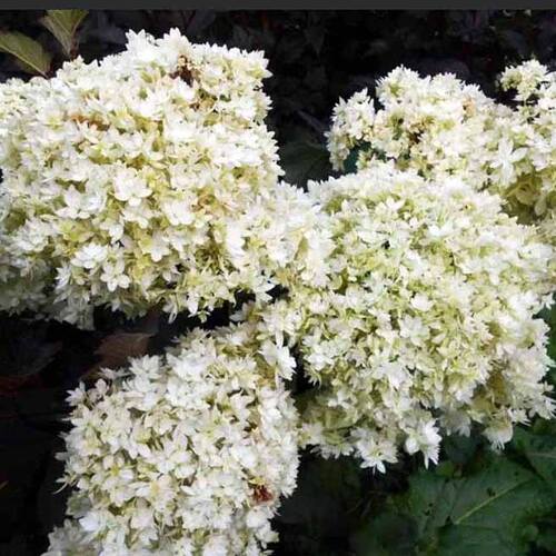 Hayes starburst гортензия описание и фото Гортензия древовидная Hayes Starburst купить саженцы в интернет магазине Сады-Эд