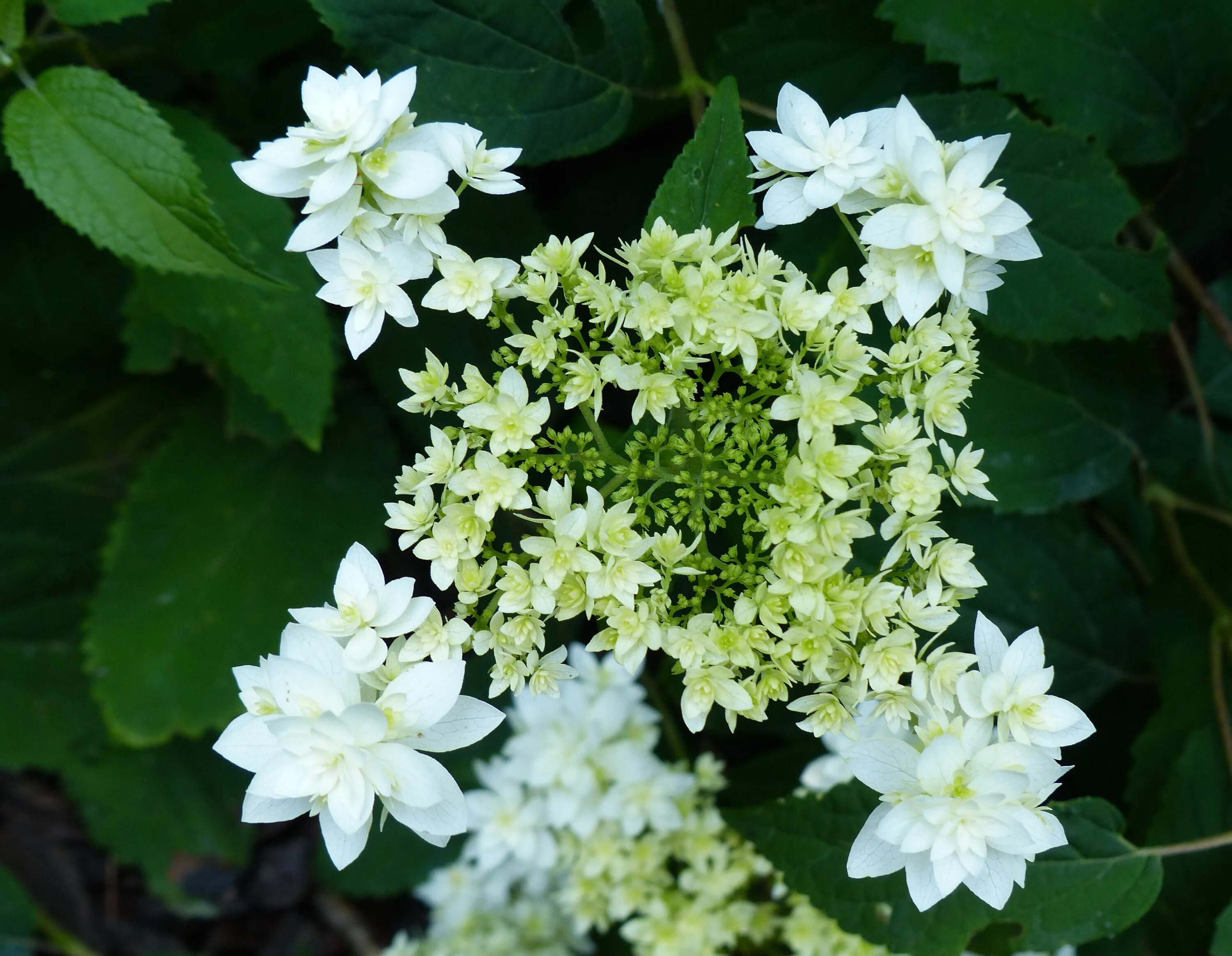 Hayes starburst гортензия описание и фото Wild Hydrangea 'Hayes Starburst' (Hydrangea arborescens) Hydrangea arborescens, 