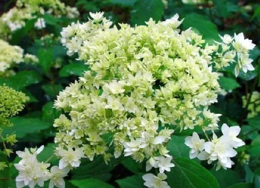 Hayes starburst гортензия описание и фото Гортензия древовидная 'Хайес Старберст' - Садовые ноты