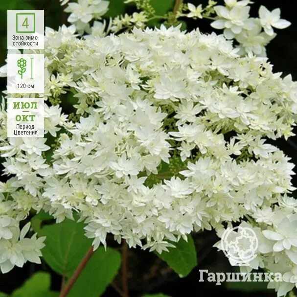 Hayes starburst гортензия описание и фото Купить/заказать Гортензия древовидная Hayes Starburst в питомнике. Доставка почт