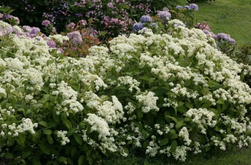 Hayes starburst гортензия описание и фото Гортензія Хайес старберст