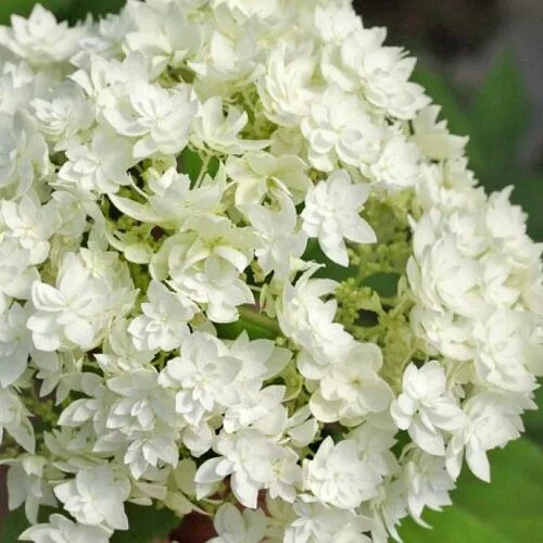 Hayes starburst гортензия описание и фото Гортензия Дабл Аннабель (древовидная) купить в интернет-магазине Садовый Каталог