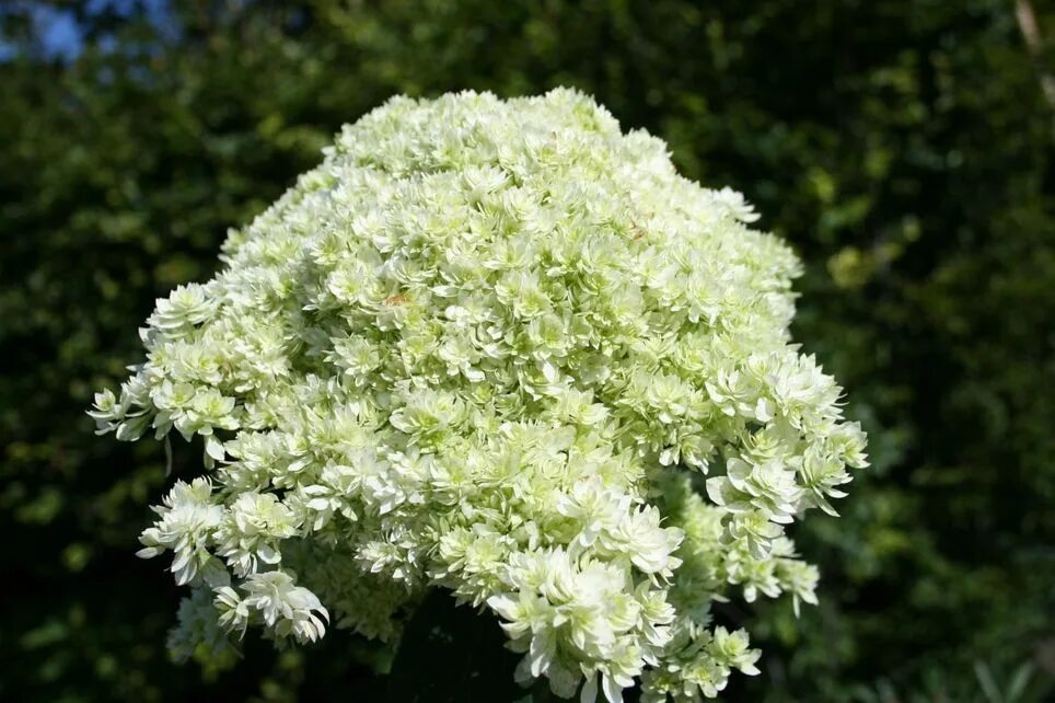 Hayes starburst гортензия описание и фото Sternen-Hortensie 'Sternschnuppe' - Hydrangea arborescens Hovaria ® 'Hayes Starb