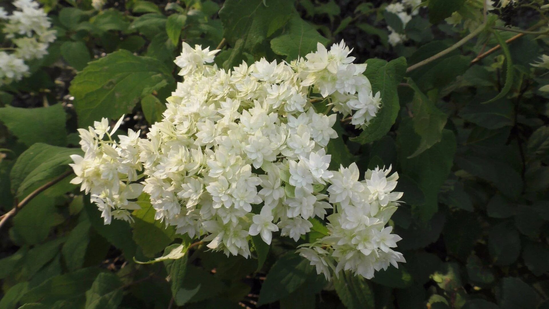 Hayes starburst гортензия описание и фото Hayes starburst гортензия Фитостудия-63.ру