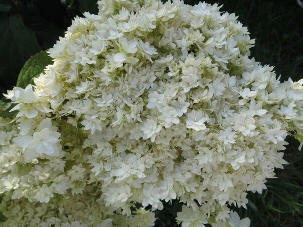 Hayes starburst гортензия описание и фото Гортензия Hayes Starburst .В наличии один цветущий ,районированный саженец с ЗКС