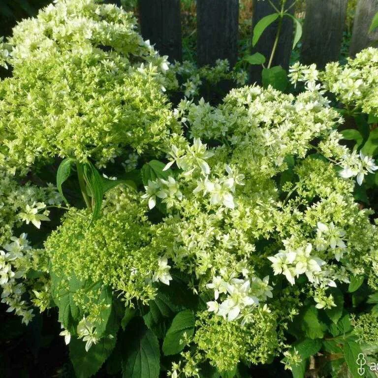 Hayes starburst гортензия описание и фото Гортензия древовидная хайес старберст