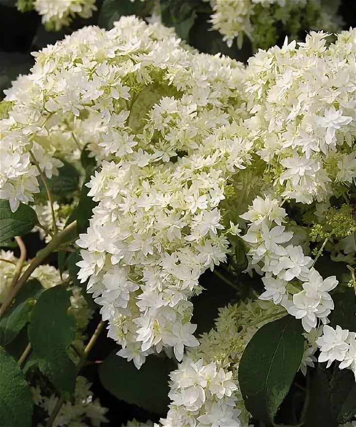 Hayes starburst гортензия описание и фото Гортензия Хайес Старберст (древовидная) саженцы купить в Москве с доставкой в ин