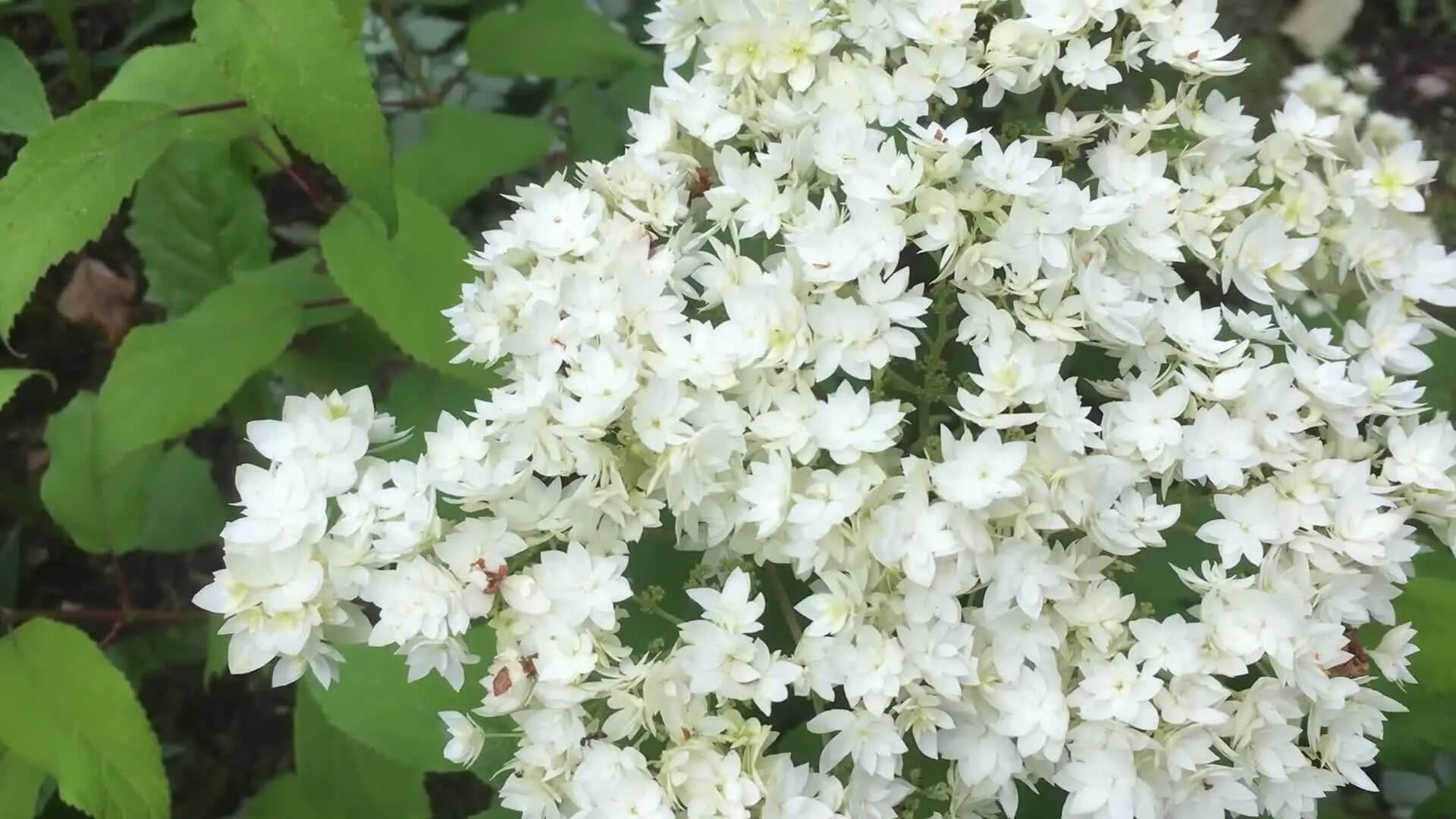 Hayes starburst гортензия описание и фото Гортензия древовидная Хайес Старберст С3