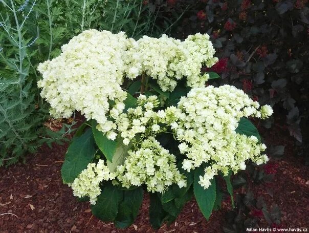 Hayes starburst гортензия описание и фото В наличии махровый сорт древовидной гортензии - "Хайес Старберст" (Hydrangea arb