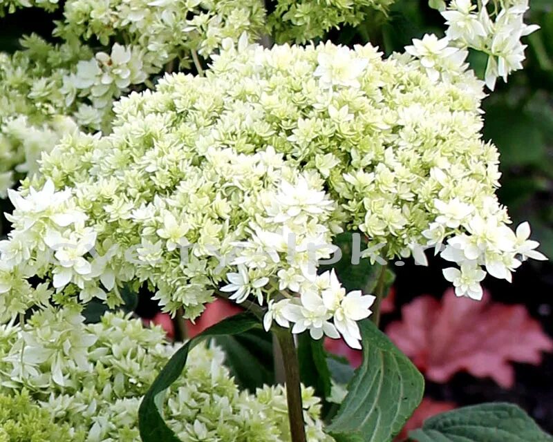 Hayes starburst гортензия описание и фото ГОРТЕНЗИЯ ДРЕВОВИДНАЯ МАХРОВАЯ "ХАЙЕС СТАРБЕРСТ" ГОРТЕНЗИИ - многолетние цветы и