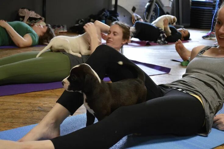 Puppy yoga большая покровская ул 12и фото Puppy Yoga at SWEAT Fitness Sweat workout, Puppies yoga, Yoga sweat