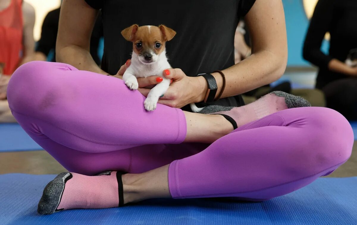 Puppy yoga большая покровская ул 12и фото Как спастись от тоски в дождливом Петербурге? Reznikoff Дзен