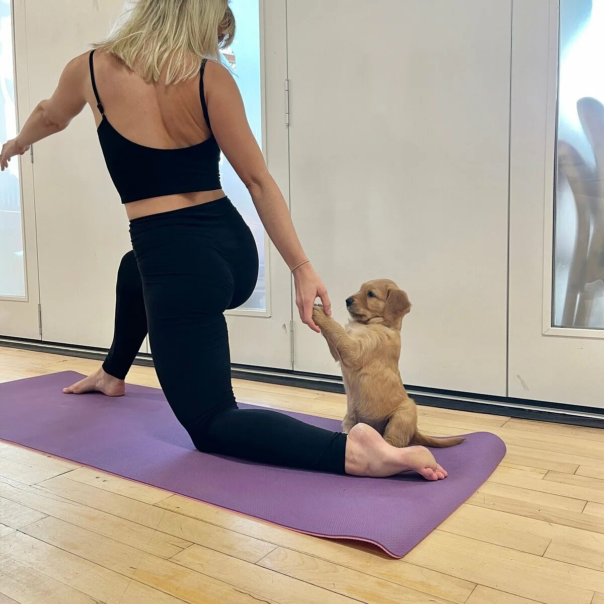 Puppy yoga большая покровская ул 12и фото Puppy Yoga Edinburgh (Scotland): Address, Phone Number - Tripadvisor