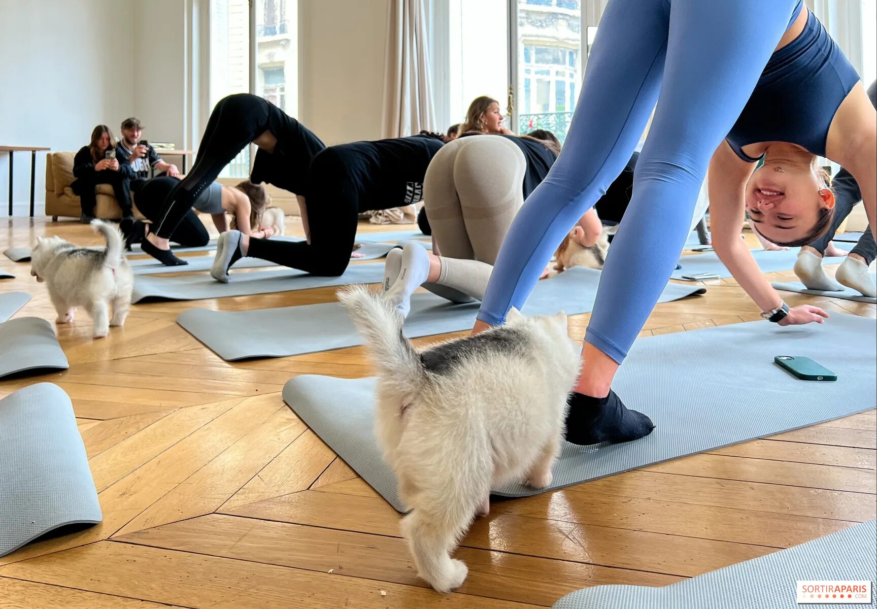 Puppy yoga большая покровская ул 12и фото Puppy yoga pittsburgh - Puppy Yoga Paris, милые занятия йогой с очаровательными 
