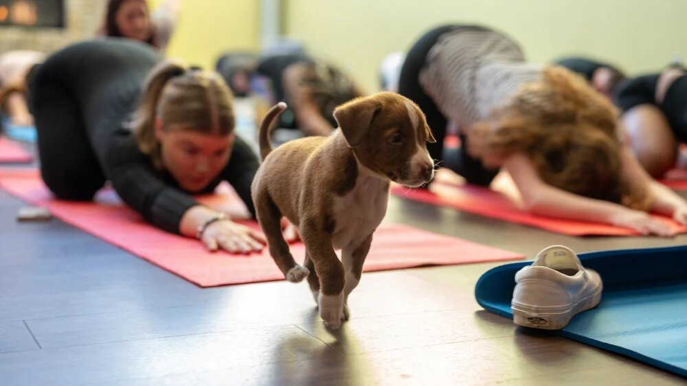 Puppy yoga большая покровская ул 12и фото С кружкой пива и щенками: трендовые виды йоги ForPost-Афиша Дзен