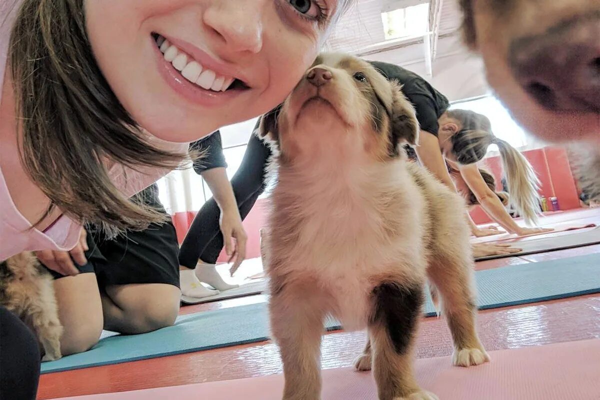 Puppy yoga большая покровская ул 12и фото Toronto is getting puppy yoga