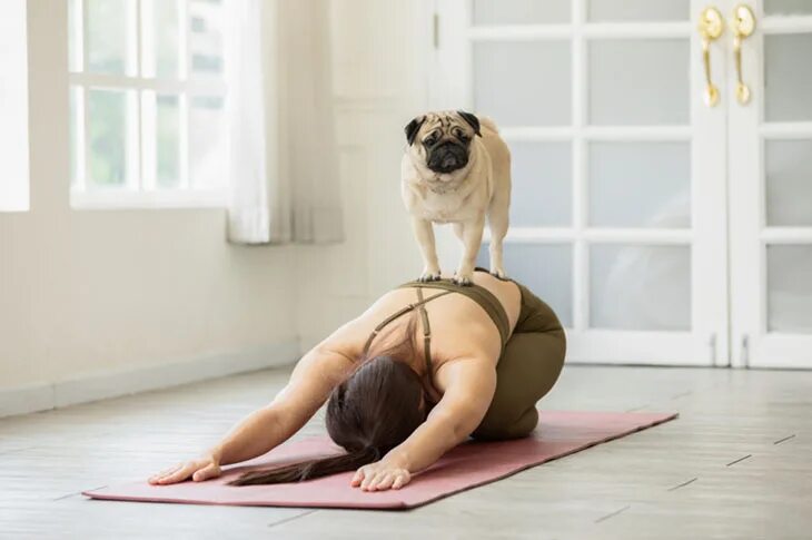 Puppy yoga большая покровская ул 12и фото Pet Fitbit Outlet www.baikalcinema.ru