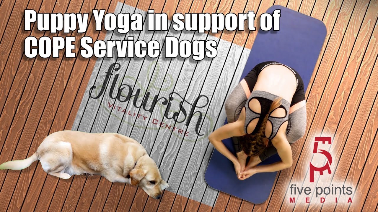 Puppy yoga большая покровская ул 12и фото COPE Service Dogs Flourish Vitality Puppy Yoga - YouTube
