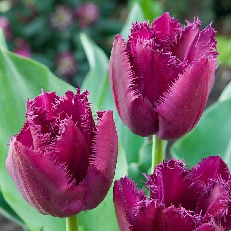 Purple crystal тюльпан фото Луковицы Тюльпан Маркиз Де Сад купить по выгодной цене в интернет-магазине OZON 