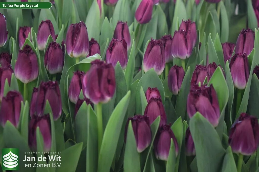Purple crystal тюльпан фото Tulip Trade Event 2019 assortment Фото Jan de Wit en Zonen B.V.