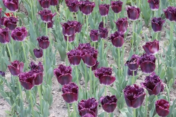 Purple crystal тюльпан фото Тюльпан Перпл Кристал Purple Crystal Бахромчатый бокаловидный тюльпан высотой 40