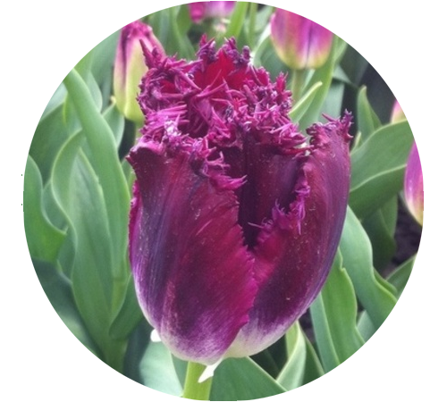 Purple crystal тюльпан фото Тюльпан Purple Crystal (Пёпл Кристал) Тюльпаны, Цветы