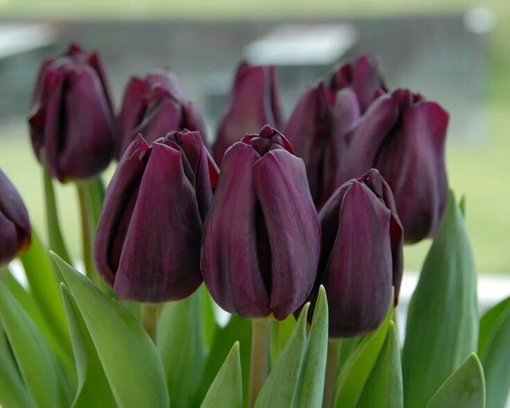 Purple crystal тюльпан фото Tulip 'Purple Lady' Tulips, Spring flowering bulbs, Purple lady