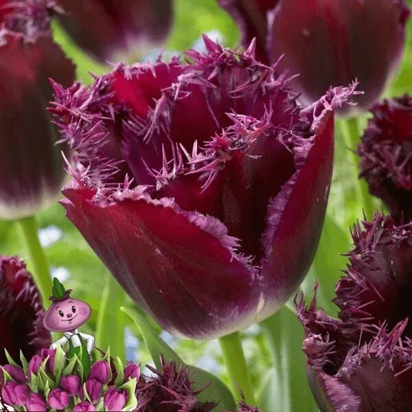 Purple crystal тюльпан фото Луковицы Тюльпан Chipollino flowers купить по выгодной цене в интернет-магазине 