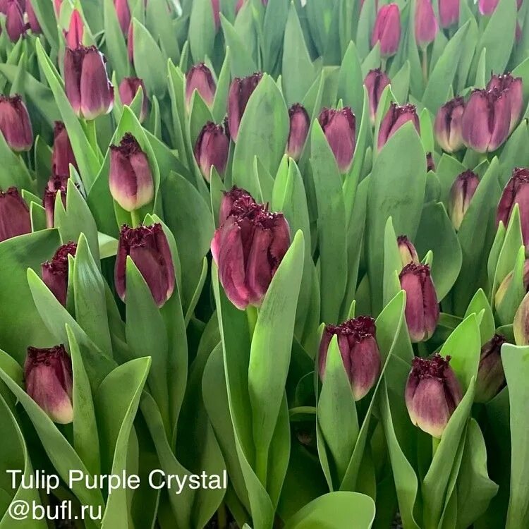 Purple crystal тюльпан фото Tulip Purple Crystal (с изображениями) Тюльпаны