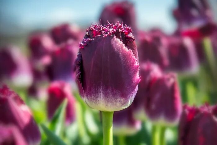 Purple crystal тюльпан фото Purple Crystal penningsbloembollen