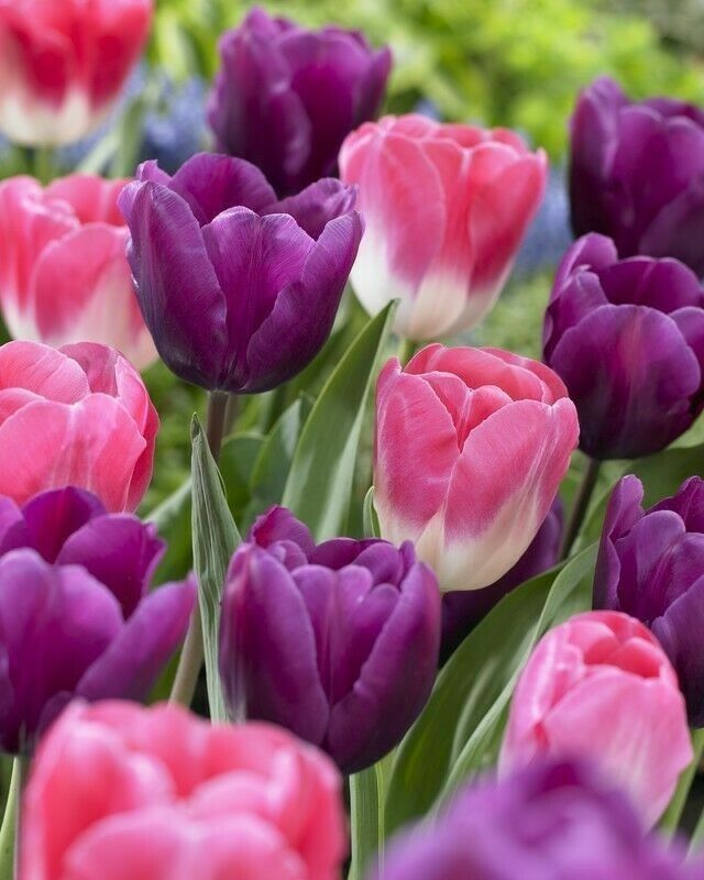 Purple crystal тюльпан фото Pin by Ирина on Мир растений Bulb flowers, Flowers, Tulips flowers