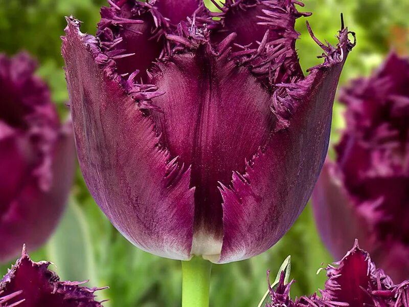 Purple crystal тюльпан фото Тюльпан Бульдог (Bulldog) - луковицы тюльпанов купить в Астане с доставкой почто