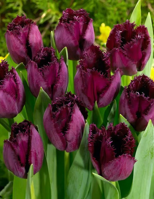 Purple crystal тюльпан фото Ripsureunatulppaani Curly Sue - Viherpeukalot Botanischer garten, Garten, Garten