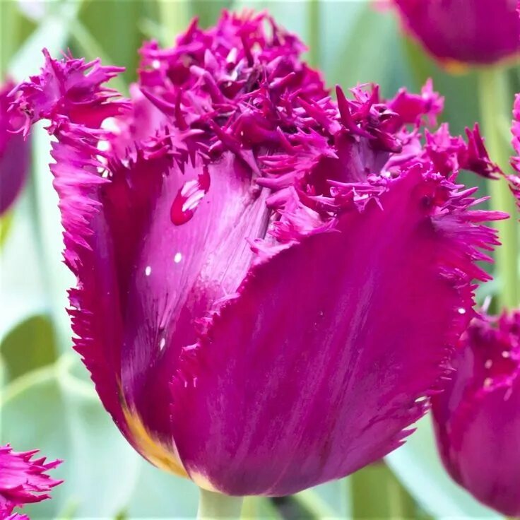 Purple crystal тюльпан фото Tulip 'Curly Sue' Easy to grow bulbs, Tulips, Tulip bulbs