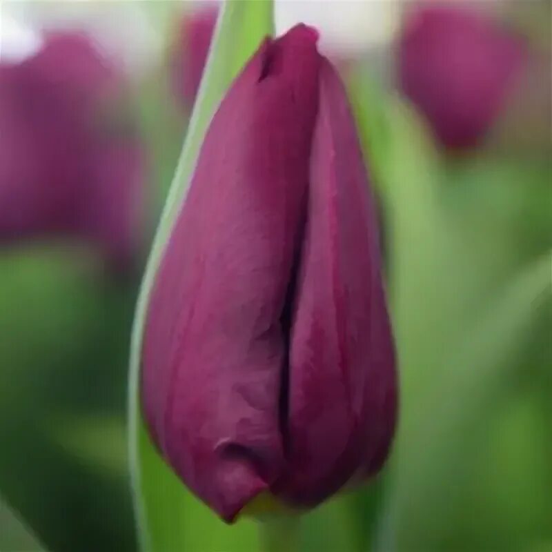 Purple raven тюльпан фото Тюльпан Purple Eye Голландія - Тюльпаны - Купить оптом по лучшей цене в Харькове