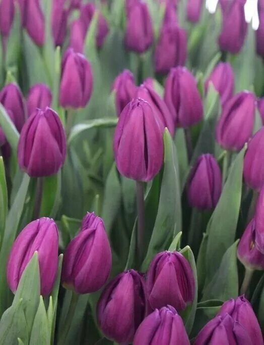 Purple raven тюльпан фото Луковицы тюльпана Purple Flag (5шт.) - купить в интернет-магазине по низкой цене
