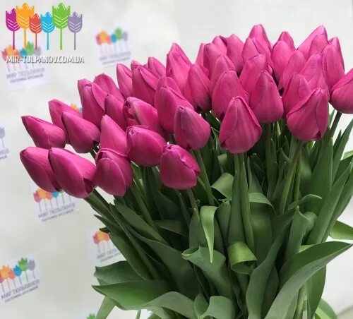 Purple raven тюльпан фото Purple Raven в наличии 3 стакана, цена указана за стакан. Тюльпан, цветы