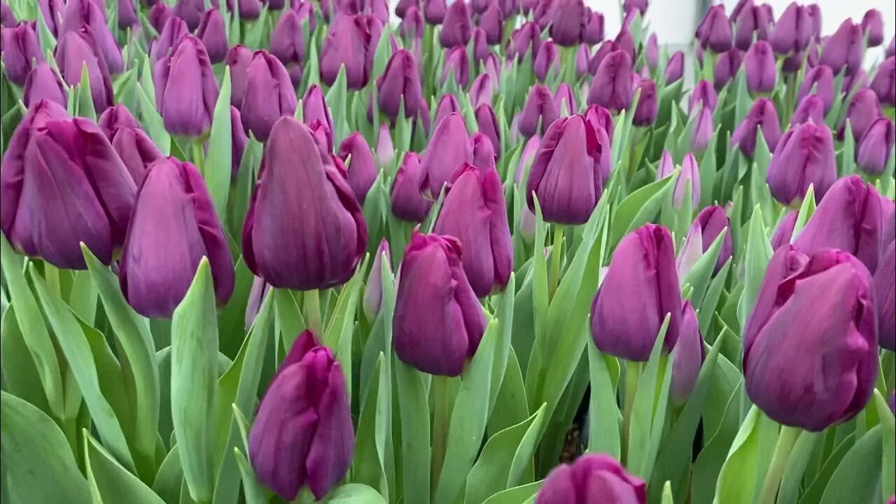 Purple raven тюльпан фото Сорт Purple Stone. Выгонка на 8 Марта. - YouTube
