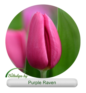 Purple raven тюльпан фото Purple Raven - beltulips